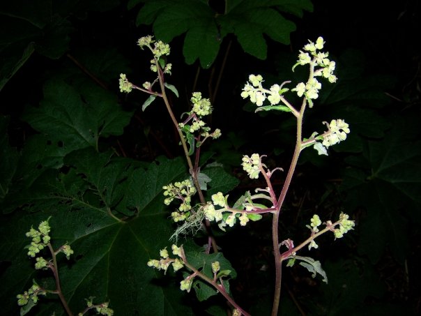 night plant