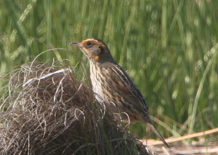 A Saltmarsh Sharp-tailed Sparrow