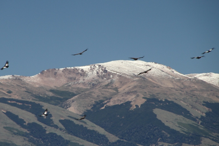 numerous condors flying